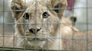 Sota eläintarhoista