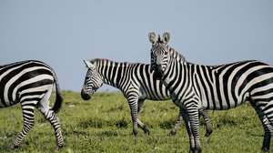 Taistelevat alfaurokset