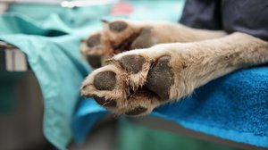 Pohjoisen eläinlääkärit