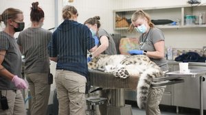 Pohjoisen eläinlääkärit