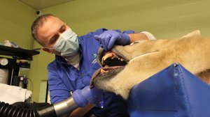 Pohjoisen eläinlääkärit