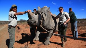 Afrikan eläinten auttajat