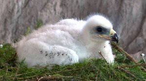 Avara luonto: Kotkan vuosi