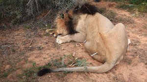 Afrikan eläinten auttajat