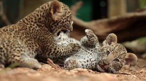 Afrikan eläinten auttajat