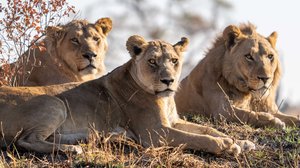 Kissapetojen matkassa