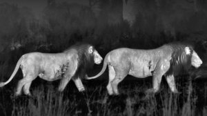 Kissapetojen matkassa