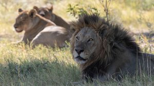 Kissapetojen matkassa