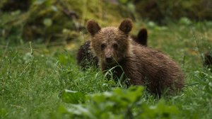 Avara luonto: Monimuotoinen Eurooppa