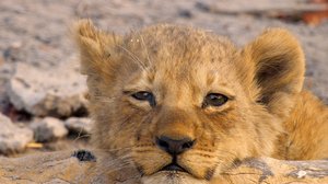 Kissapetojen matkassa