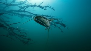 Avara luonto: Monimuotoinen Eurooppa