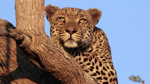 Kissapetojen matkassa