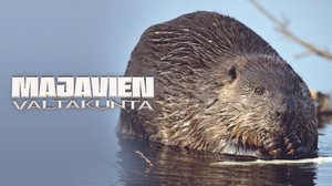Avara luonto: Majavien valtakunta