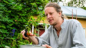 Livet - suomenruotsalaisia tarinoita