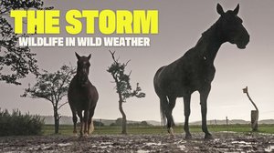 Avara luonto: Myrskyn armoilla