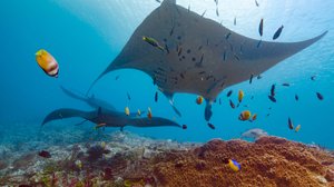 Avara luonto: Ihmeellinen Aasia