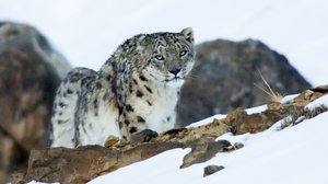 Avara luonto: Ihmeellinen Aasia