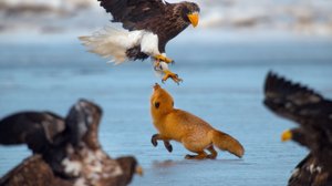 Avara luonto: Ihmeellinen Aasia