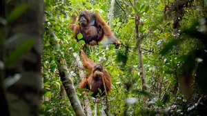 Avara luonto: Ihmeellinen Aasia