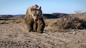 Avara luonto: Ihmeellinen Aasia