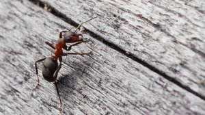 Maailmaa muuttavia eläimiä