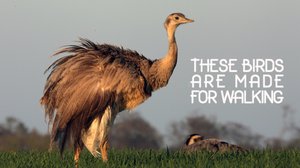 Lintujen lumottu maailma