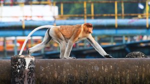 Avara luonto: Ihmeellinen Aasia