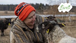 Livet - suomenruotsalaisia tarinoita