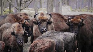 Maailmaa muuttavia eläimiä