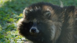 Maailmaa muuttavia eläimiä