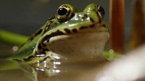 Maailmaa muuttavia eläimiä