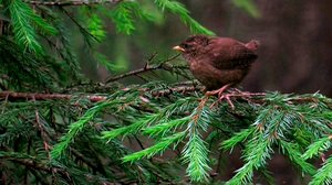 Tarinoita metsästä