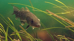 Maailmaa muuttavia eläimiä