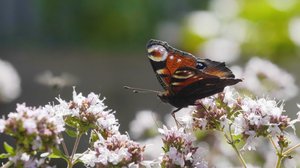 Maailmaa muuttavia eläimiä