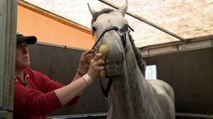 Tallityttöjä ja eliittiratsuja