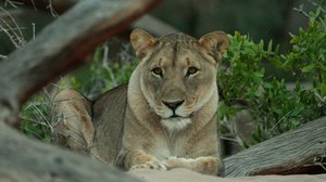 Levison Wood: Eläinten mailla