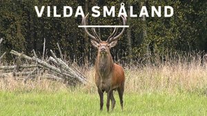 Avara luonto: Vuosi Ruotsin luonnossa