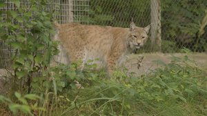 Mossen tutkimusretket