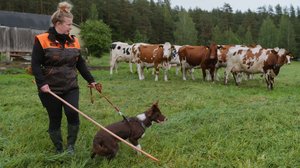 Pentulive: Eka vuosi