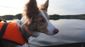 Pentulive: Eka vuosi