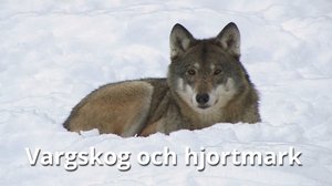 Sudet ja hirvimetsät