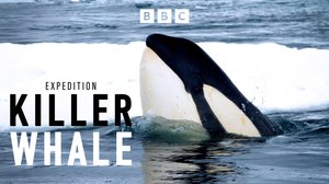 Etelämantereen miekkavalaat