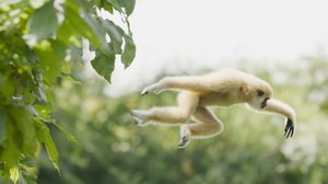 Avara luonto: Ilmojen taiturit