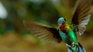 Avara luonto: Ilmojen taiturit