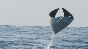 Avara luonto: Ilmojen taiturit