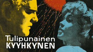Tulipunainen kyyhkynen