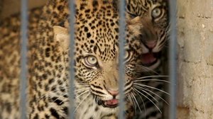 Afrikan eläinorpojen pelastajat