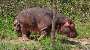 Afrikan eläinorpojen pelastajat