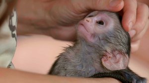 Afrikan eläinorpojen pelastajat