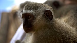 Afrikan eläinorpojen pelastajat